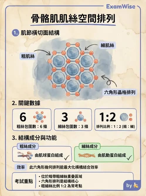 放射 - 肌肉及代謝生理 - AI 圖文解析預覽