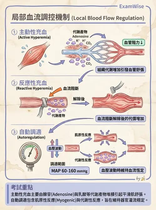 放射 - 心血管生理 - AI 圖文解析預覽