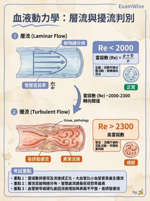 放射 - 心血管生理 - AI 圖文解析預覽