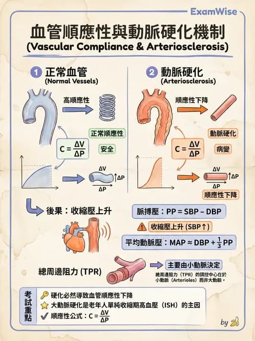 放射 - 心血管生理 - AI 圖文解析預覽
