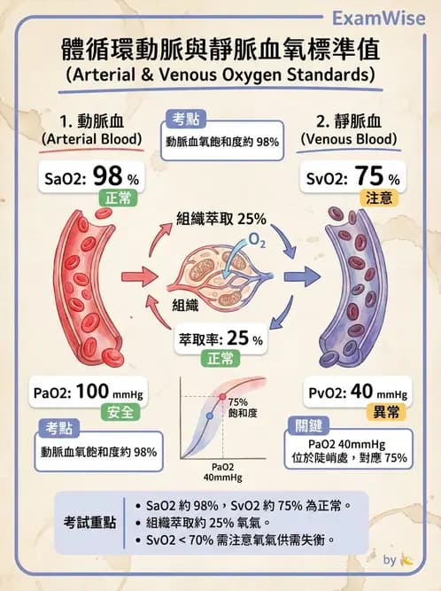 放射 - 呼吸生理 - AI 圖文解析預覽