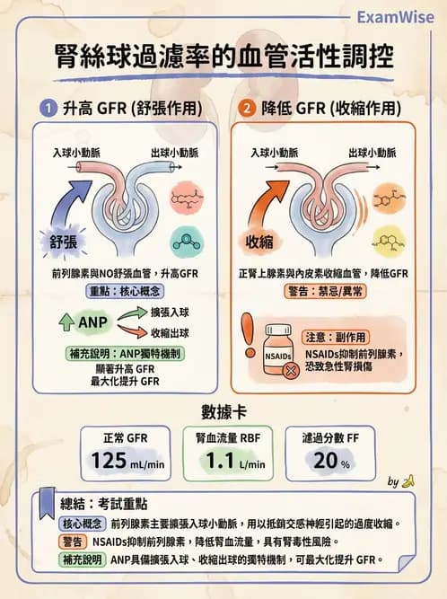 放射 - 腎臟生理 - AI 圖文解析預覽