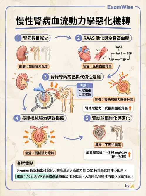 放射 - 腎臟生理 - AI 圖文解析預覽