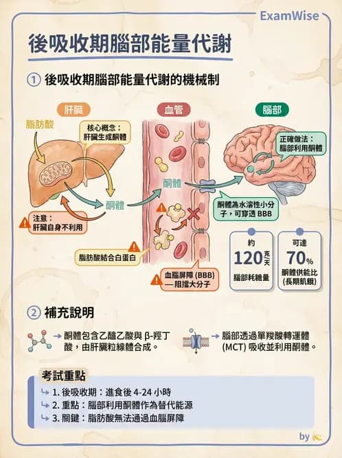 放射 - 肌肉及代謝生理 - AI 圖文解析預覽