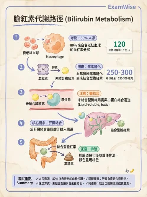 放射 - 血液及免疫生理 - AI 圖文解析預覽