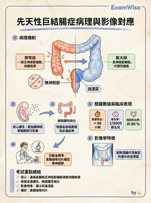 放射 - 口腔及腸胃道疾病 - AI 圖文解析預覽
