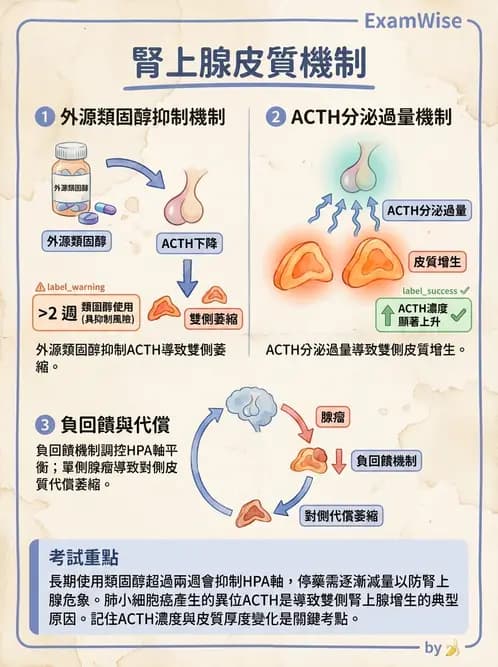 放射 - 內分泌系統疾病 - AI 圖文解析預覽