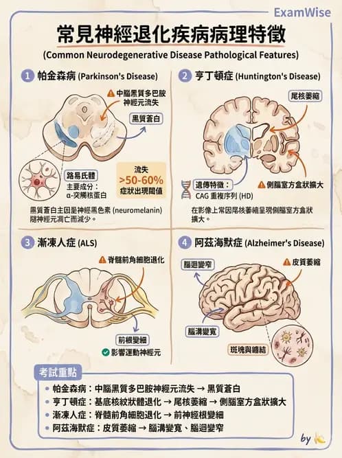 放射 - 神經系統疾病 - AI 圖文解析預覽