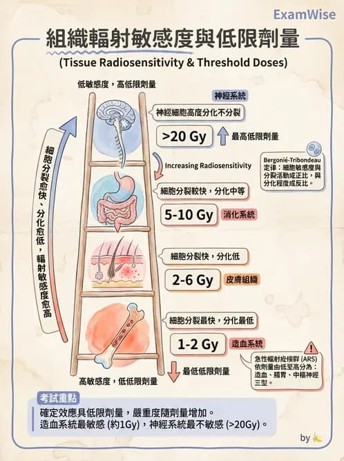 放射 - 全身性輻射效應 - AI 圖文解析預覽