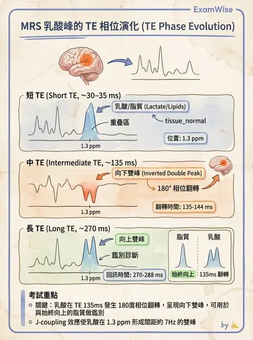 放射 - MRI脈衝序列與訊號技術 - AI 圖文解析預覽