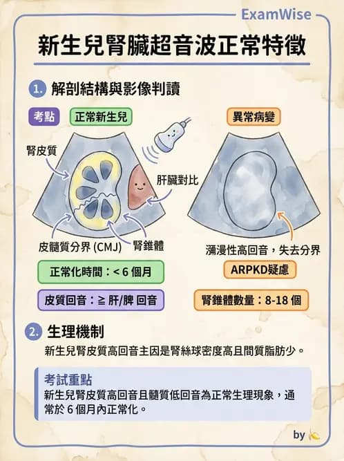 放射 - 腎臟血管與其他超音波 - AI 圖文解析預覽