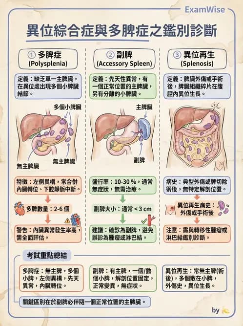 放射 - 膽胰脾超音波 - AI 圖文解析預覽