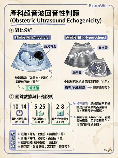 放射 - 泌尿生殖與小器官超音波 - AI 圖文解析預覽