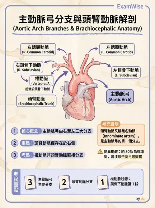 放射 - 血管攝影原理與解剖 - AI 圖文解析預覽