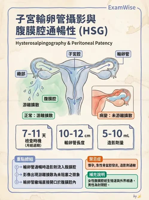 放射 - 泌尿生殖攝影 - AI 圖文解析預覽