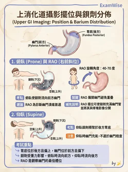 放射 - 消化道造影 - AI 圖文解析預覽