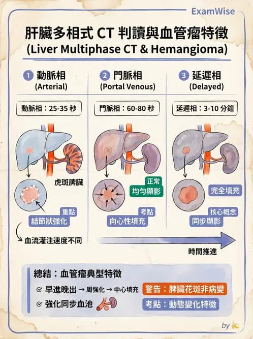 放射 - 胸腹部CT診斷 - AI 圖文解析預覽