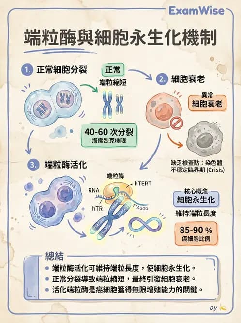 放射 - 細胞與腫瘤動力學 - AI 圖文解析預覽