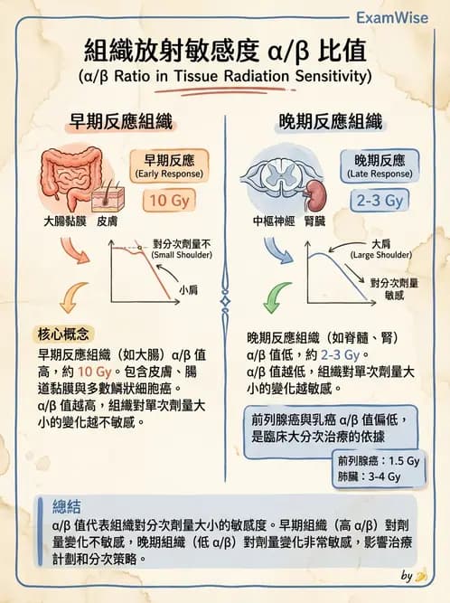 放射 - 時間劑量分次效應 - AI 圖文解析預覽