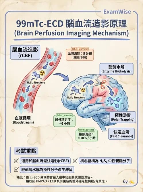 放射 - 腦部造影SPECT藥物 - AI 圖文解析預覽