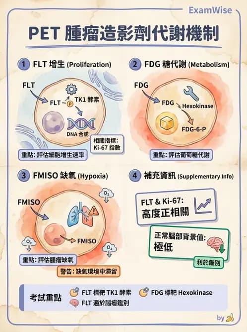 放射 - 腫瘤PET藥物 - AI 圖文解析預覽