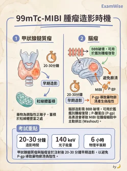 放射 - 標靶受體腫瘤造影 - AI 圖文解析預覽