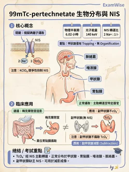 放射 - 肺肝膽與製劑通則 - AI 圖文解析預覽