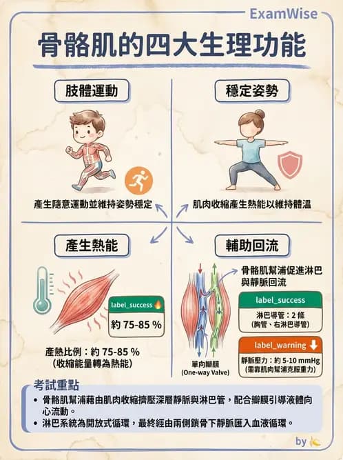 放射 - 肌肉及代謝生理 - AI 圖文解析預覽