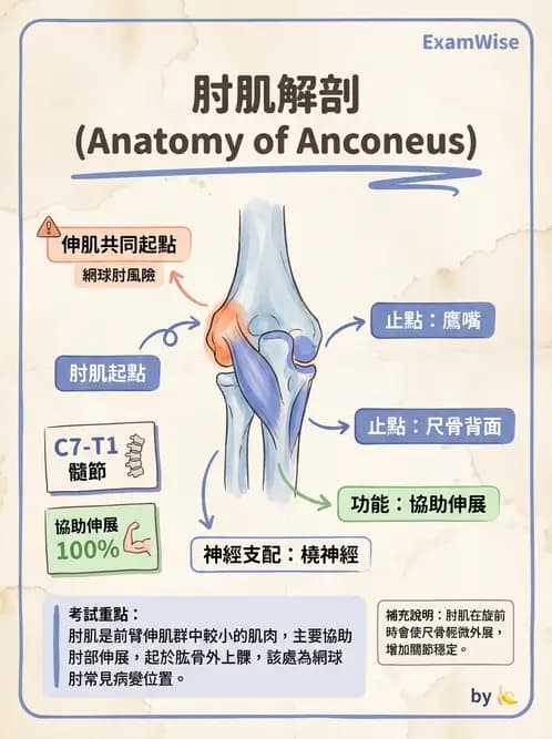 放射 - 上肢肌肉 - AI 圖文解析預覽