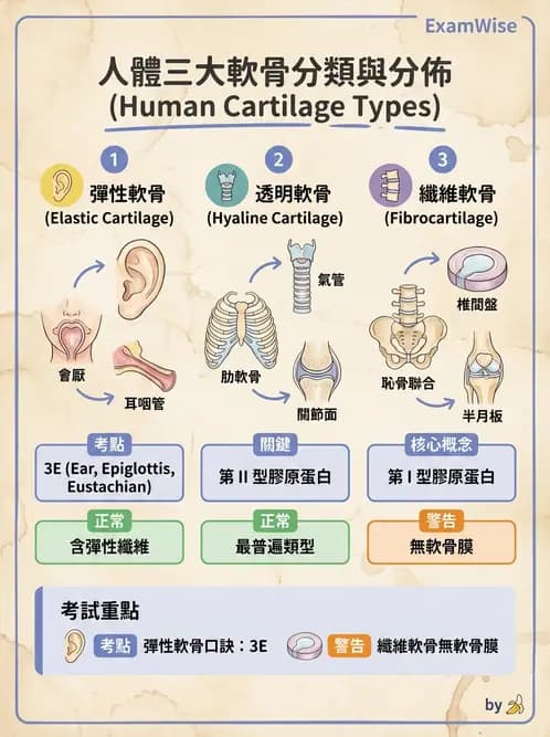 放射 - 骨骼系統 - AI 圖文解析預覽