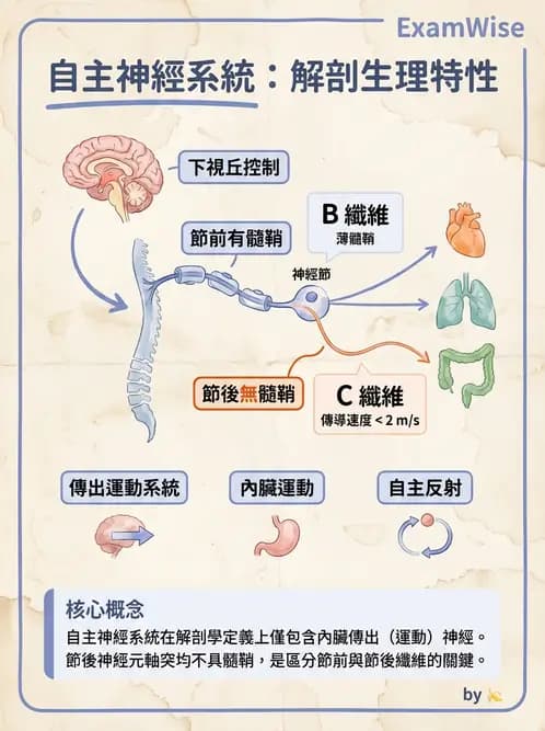 放射 - 自律神經系統 - AI 圖文解析預覽