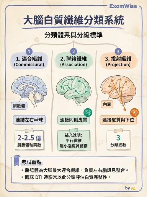 放射 - 大腦皮質與神經細胞 - AI 圖文解析預覽