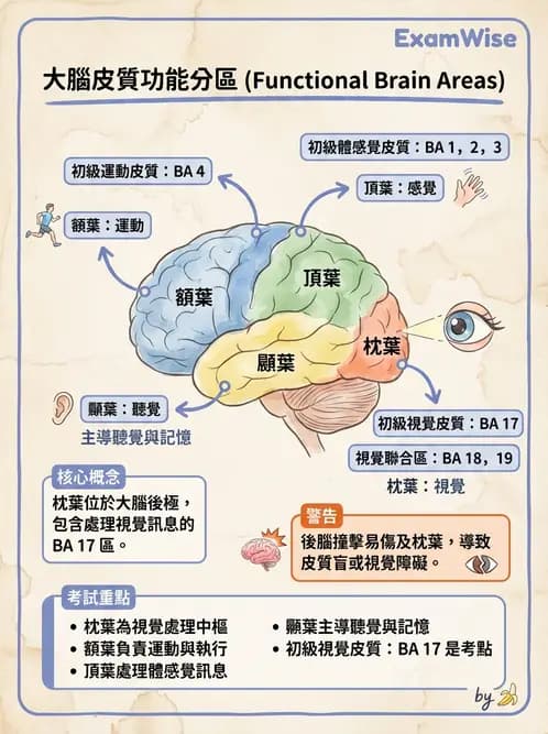 放射 - 大腦皮質與神經細胞 - AI 圖文解析預覽