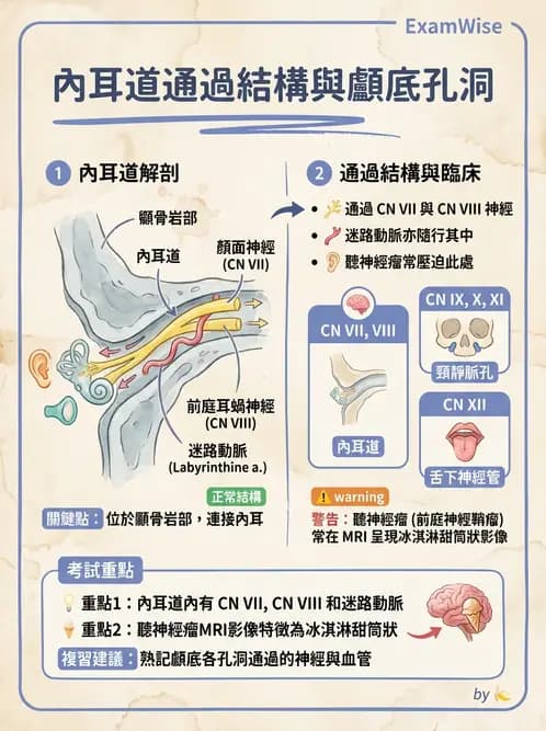 放射 - 腦神經 - AI 圖文解析預覽
