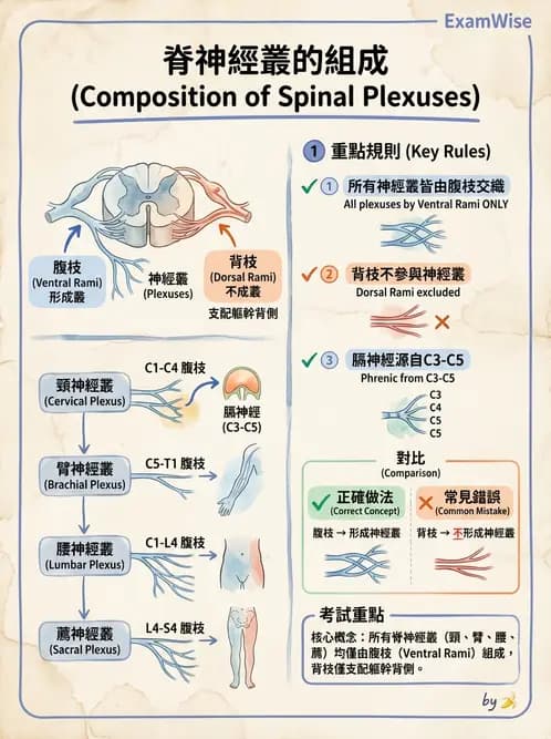 放射 - 脊神經叢與肢體神經 - AI 圖文解析預覽