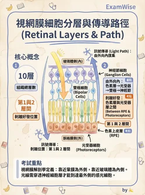 放射 - 特殊感官 - AI 圖文解析預覽