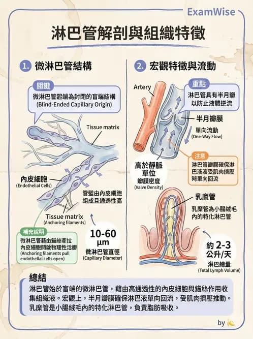 放射 - 淋巴及免疫系統 - AI 圖文解析預覽