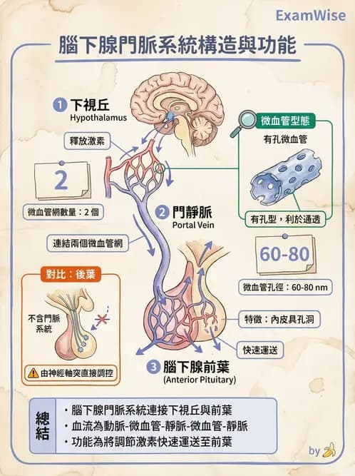 放射 - 內分泌系統 - AI 圖文解析預覽