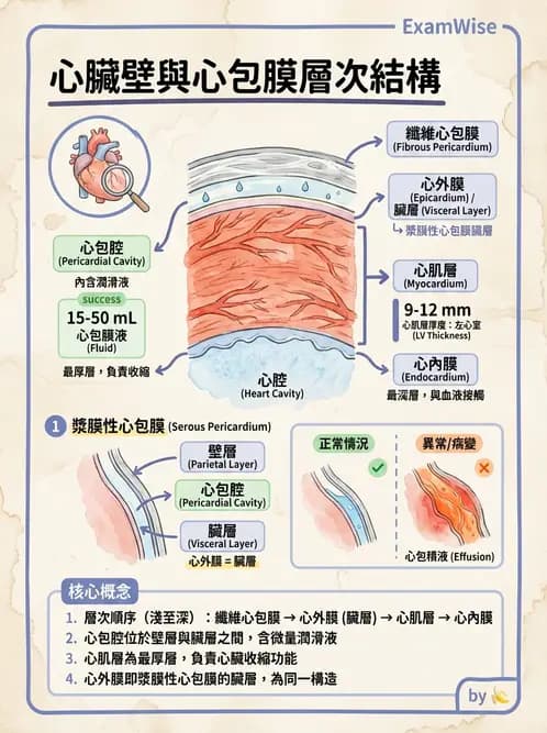 放射 - 心臟 - AI 圖文解析預覽