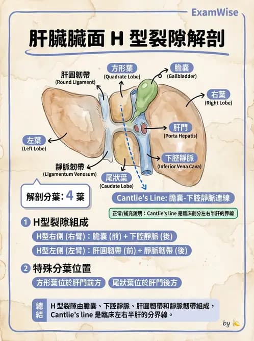放射 - 消化系統 - AI 圖文解析預覽