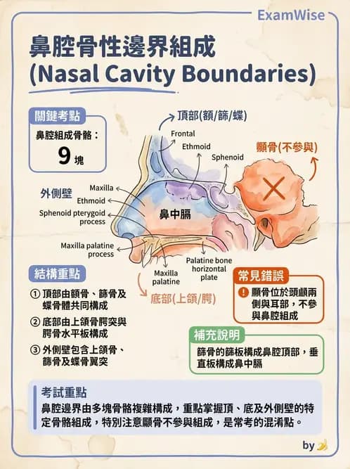 放射 - 骨骼系統 - AI 圖文解析預覽