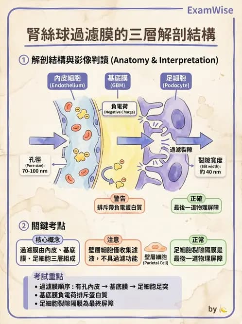 放射 - 泌尿系統 - AI 圖文解析預覽