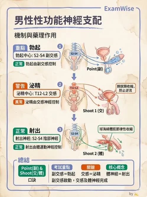 放射 - 自律神經系統 - AI 圖文解析預覽