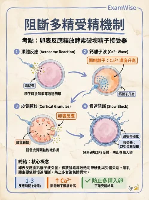 放射 - 生殖生理 - AI 圖文解析預覽