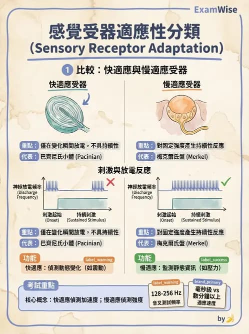 放射 - 神經生理 - AI 圖文解析預覽