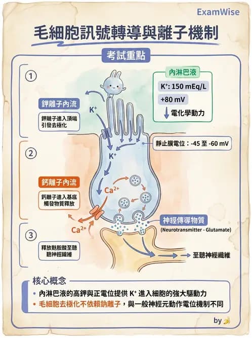 放射 - 神經生理 - AI 圖文解析預覽