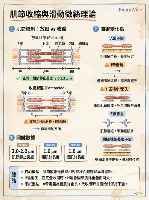 放射 - 肌肉及代謝生理 - AI 圖文解析預覽