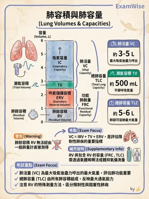 放射 - 呼吸生理 - AI 圖文解析預覽