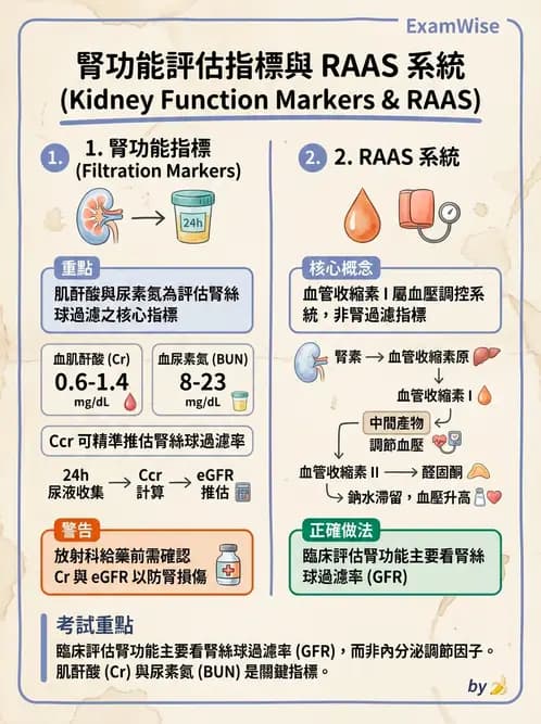 放射 - 腎臟生理 - AI 圖文解析預覽