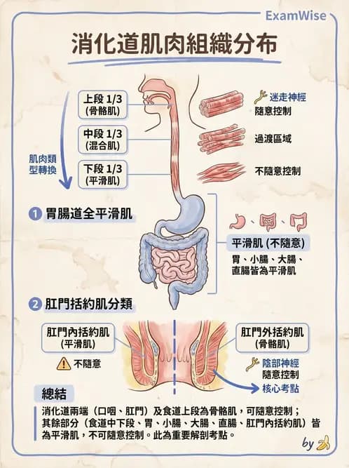 放射 - 胃腸生理 - AI 圖文解析預覽